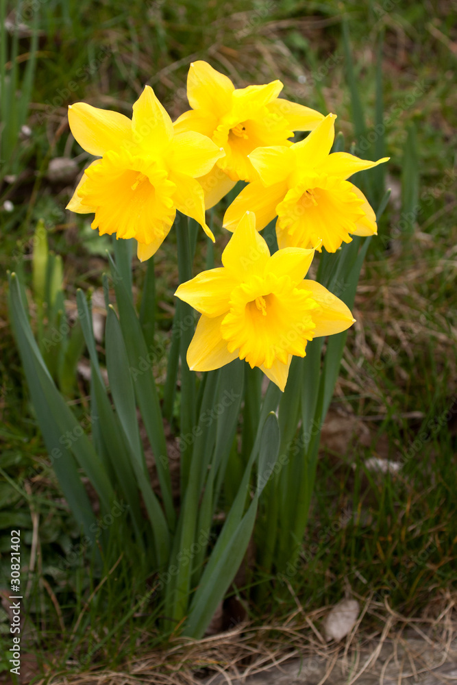 clump of Spring Daffodils clump of Spring Daffodils