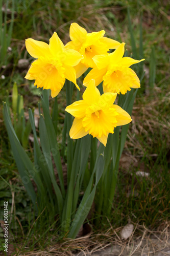 clump of Spring Daffodils