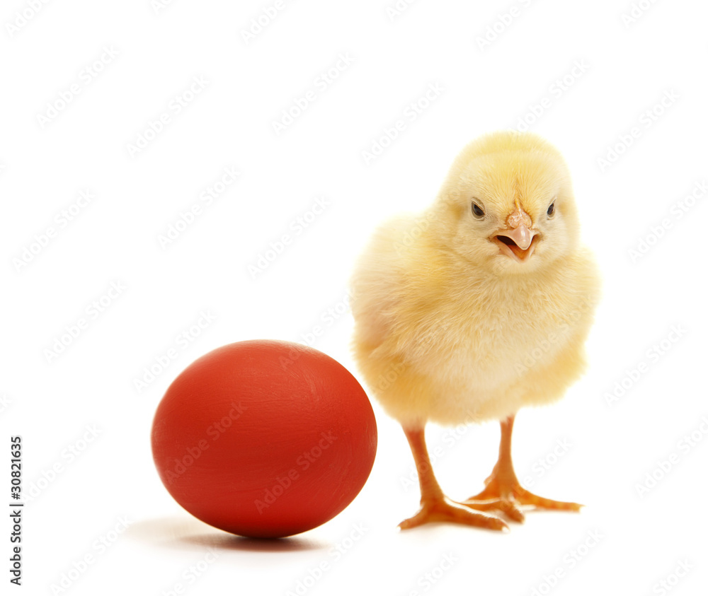 Obraz premium chicken with red egg