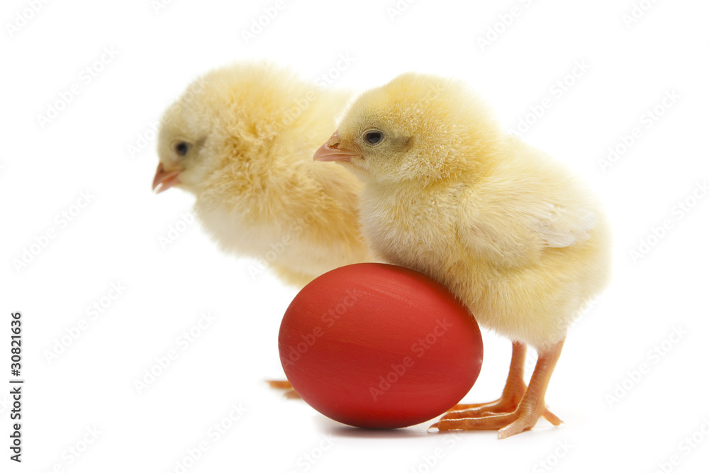 Fototapeta premium two chicken with easter egg