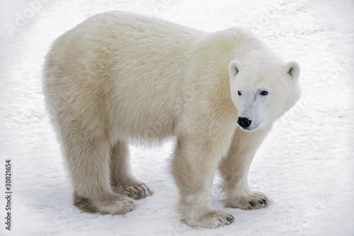 Portrait of a polar bear.