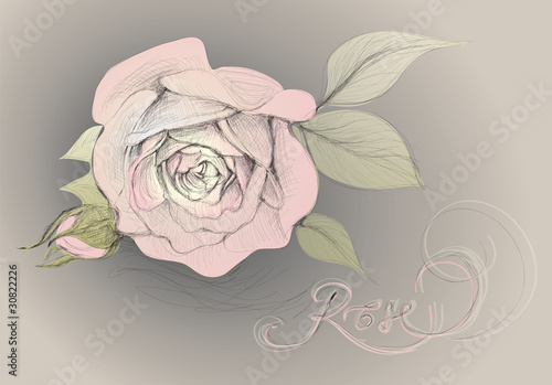 Rose flower / realistic sketch (not auto-traced)