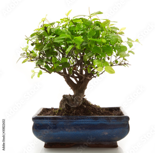 albero bonsai in fondo bianco