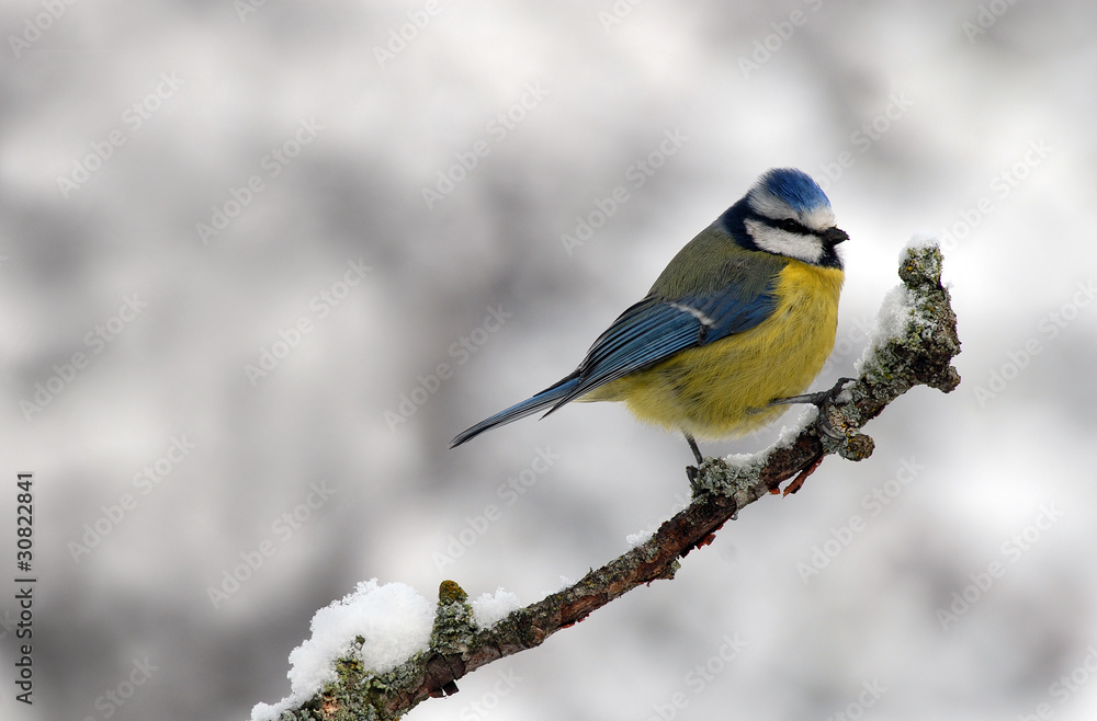 Fototapeta premium herrerillo en la rama