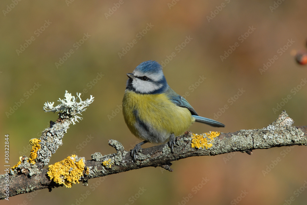 Fototapeta premium Na to