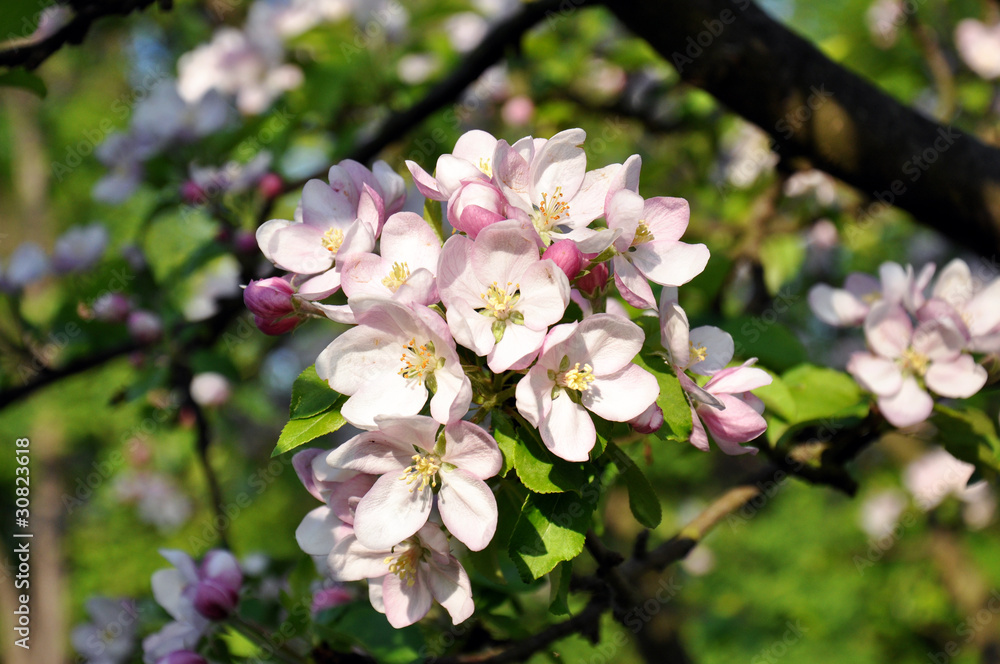 Spring cherry tree flower Spring cherry tree flower