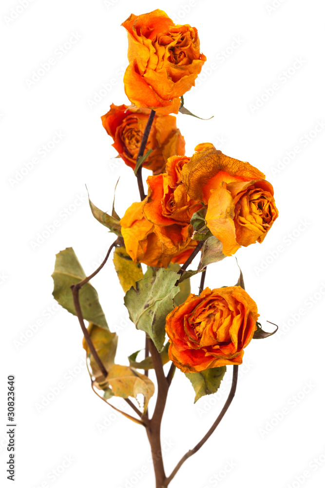 Obraz premium orange dry roses