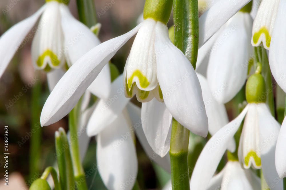 Fototapeta premium First Snowdrops
