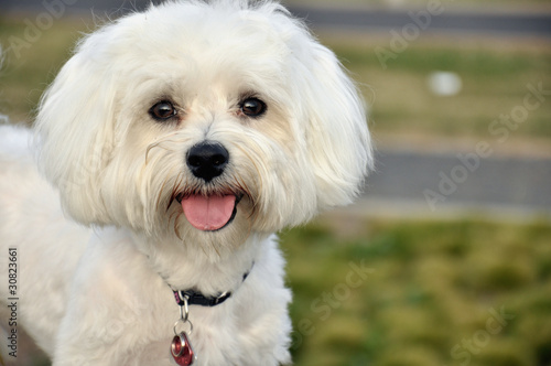 Head of white Maltese dogie