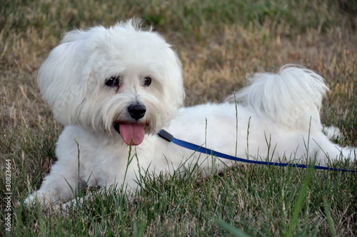 White Maltese dog lying on the grass with dog lead