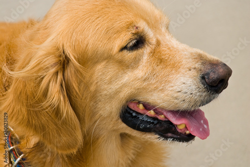 Golden retriever dog