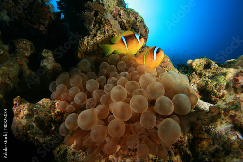 Bubble Anemone and pair of Red Sea Anemonefish