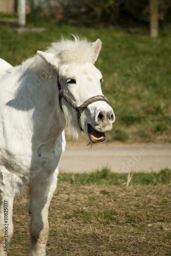 Lachendes Pferd © k411e
