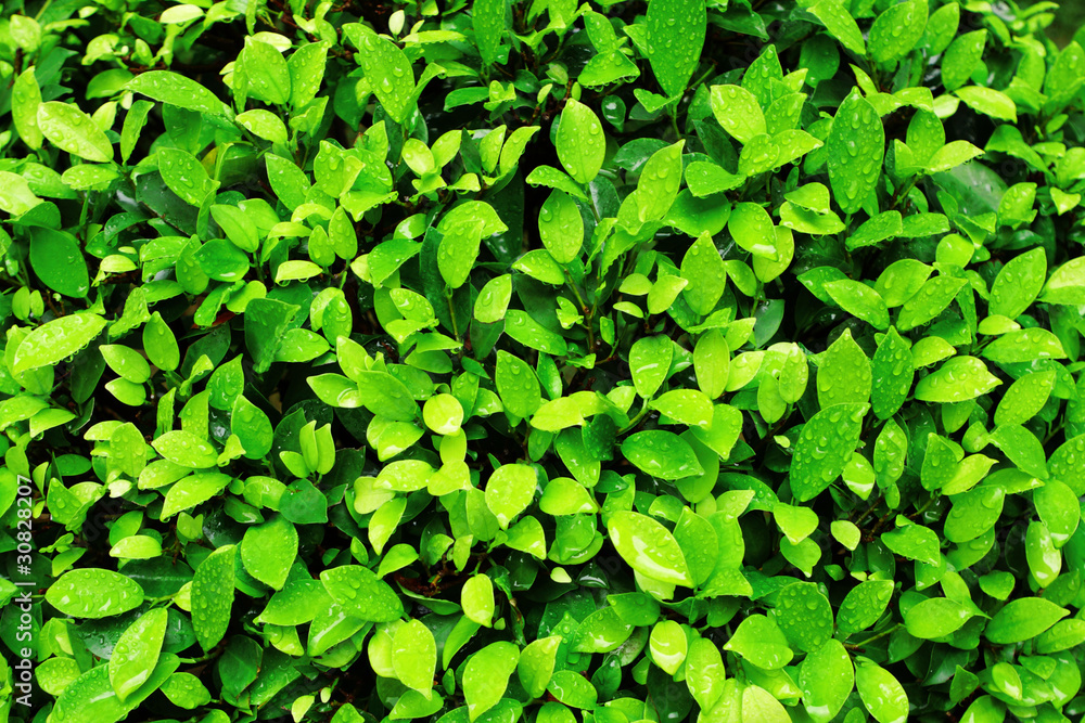 Close-up image of fresh spring green leaf Close-up image of fresh spring green leaf