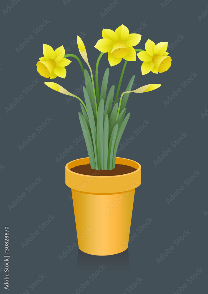Spring: three bloom daffodils in pot Spring: three bloom daffodils in pot