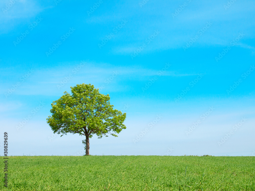 Obraz premium Spring landscape - green tree on the blue sky