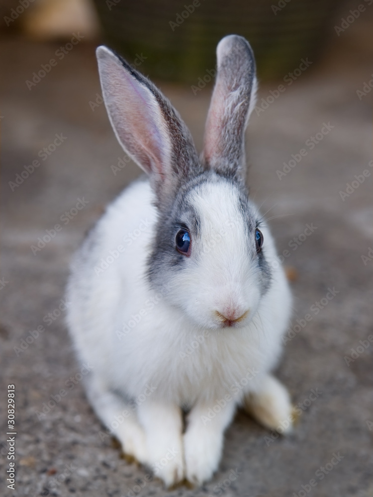 Rabbit Rabbit