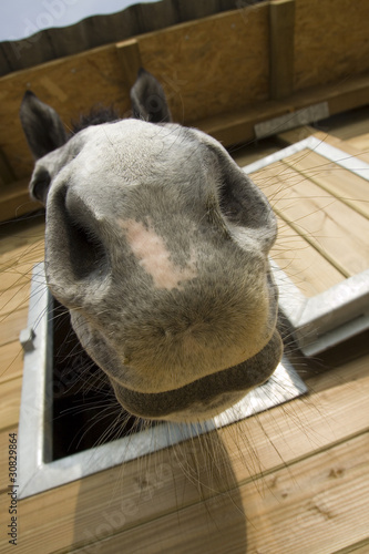 nez de cheval photo