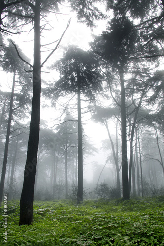 forest