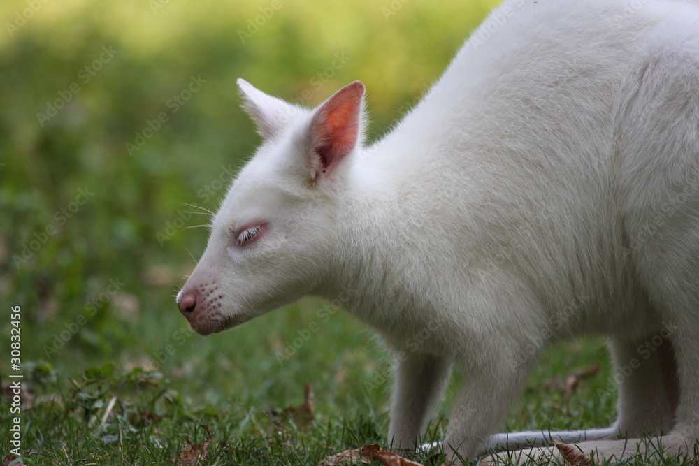White Bennett Wallaby, Kangaroo White Bennett Wallaby, Kangaroo