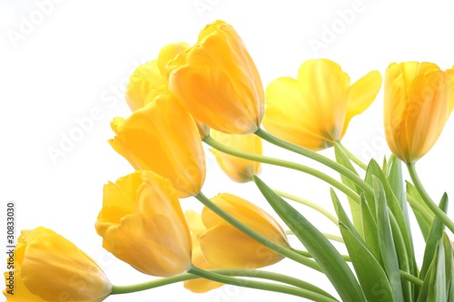 Canvas Print Yellow tulips