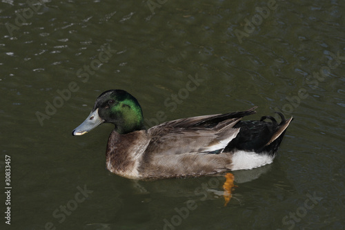 mallard photo