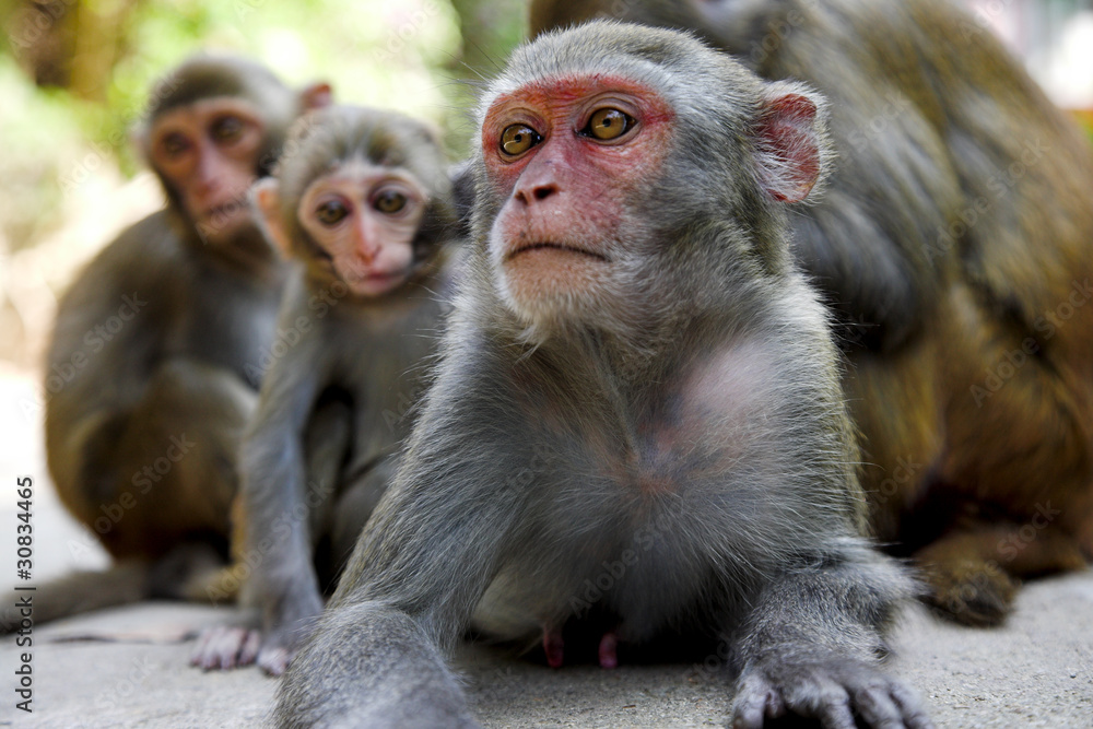 Naklejka premium monkey family