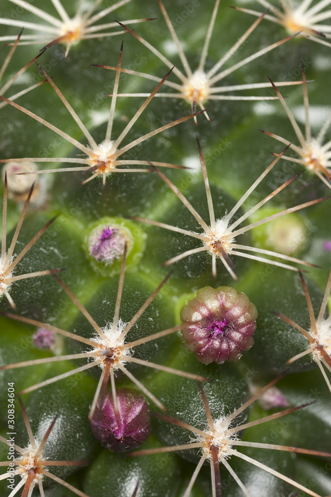 Cactus with buds, macro photo Cactus with buds, macro photo