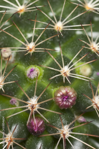 Cactus with buds, macro photo