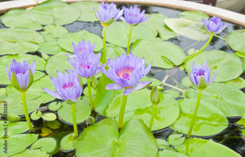 Group of Purple Lotus in the garden - pathumthanee Thailand Group of Purple Lotus in the garden - pathumthanee Thailand