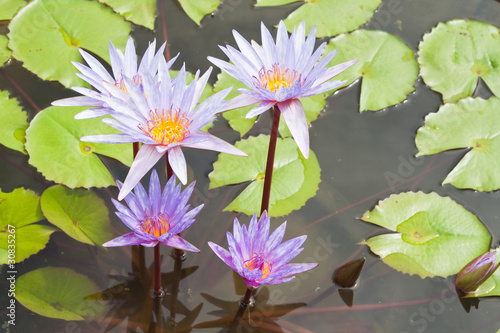 Group of Purple Lotus in the garden - pathumthanee Thailand