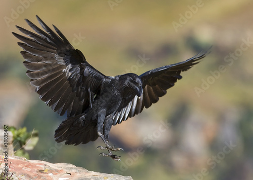 raven landing © francoisloubser