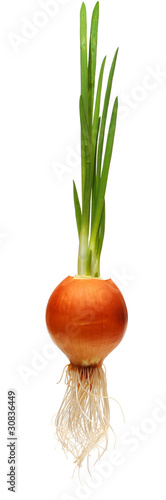 growing onion bulb with fresh green sprouts