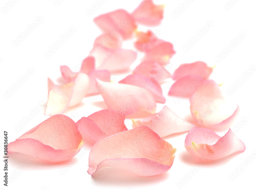 rose petals - obrazy, fototapety, plakaty 