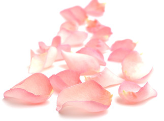 rose petals