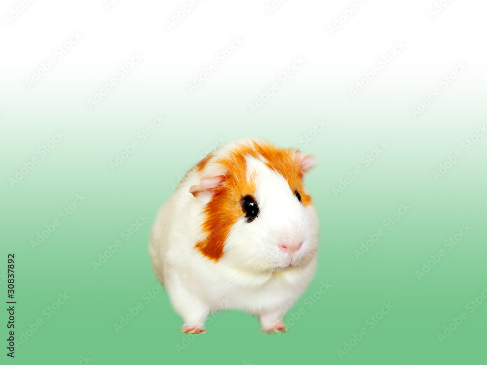 Guinea pig on white-green background Guinea pig on white-green background