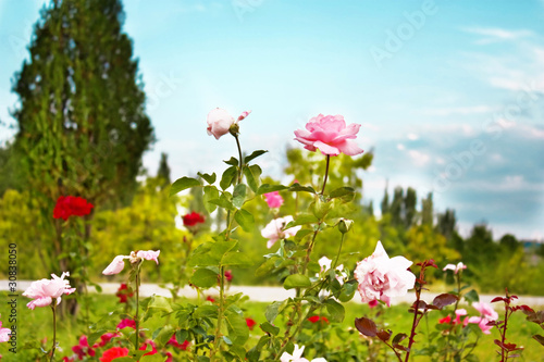 Color landscape of Roses