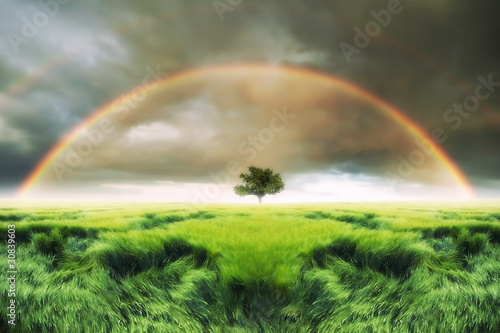 Rainbow over the tree