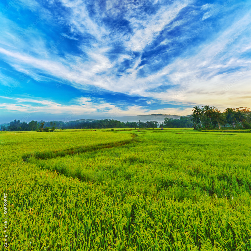 Paddy rice panorama