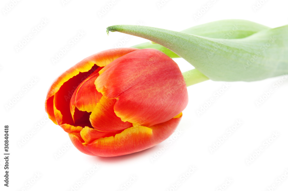 red tulip red tulip