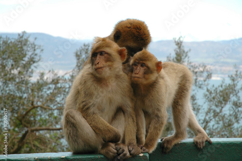Wild Barbary Apes on the rock of Gibraltar