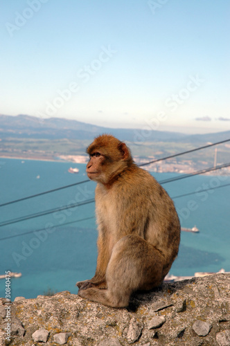 Wild Barbary Ape on the rock of Gibraltar © quasarphotos