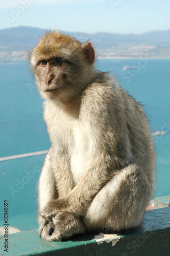Wild Barbary Ape on the rock of Gibraltar © quasarphotos
