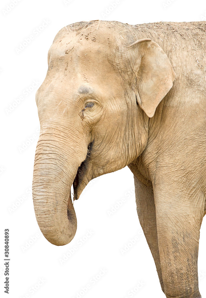 Obraz premium elephant