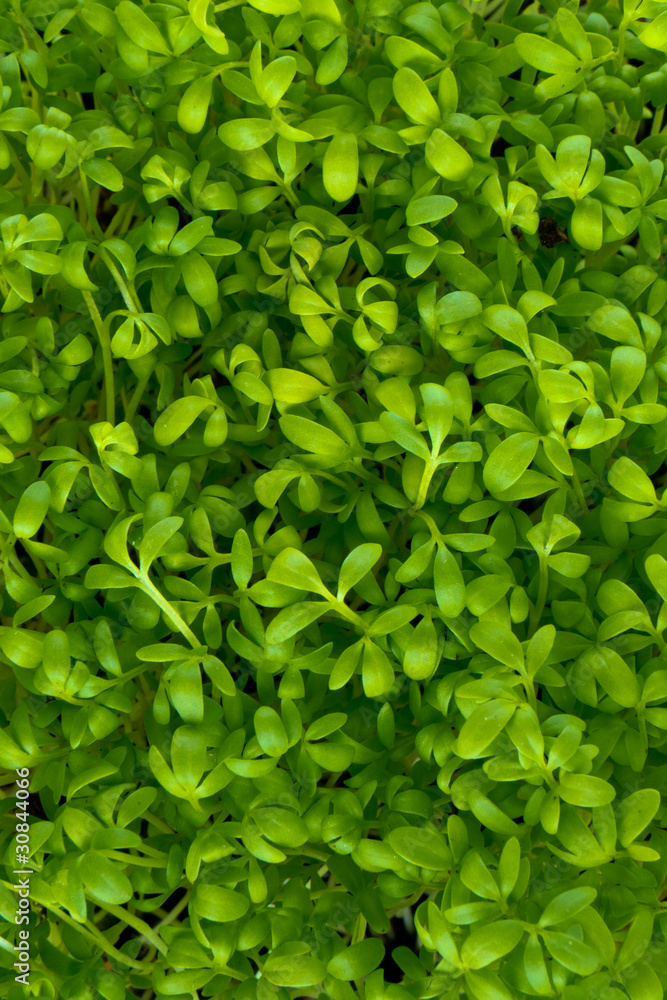 garden cress garden cress