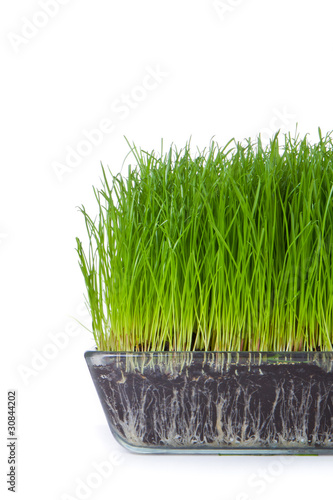 grass with soil