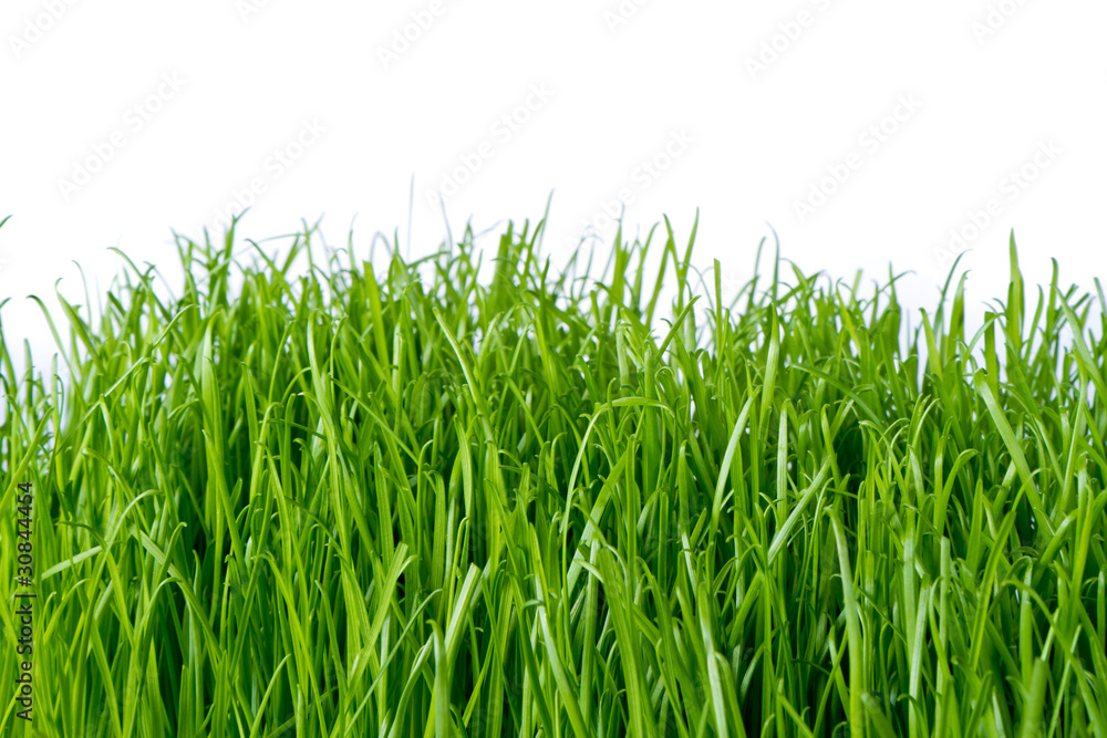green grass green grass