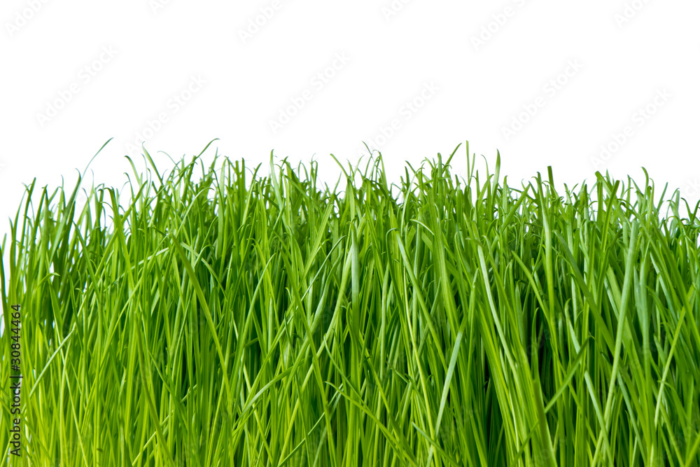 Obraz premium green grass