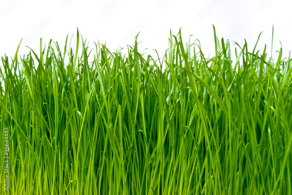 green grass green grass