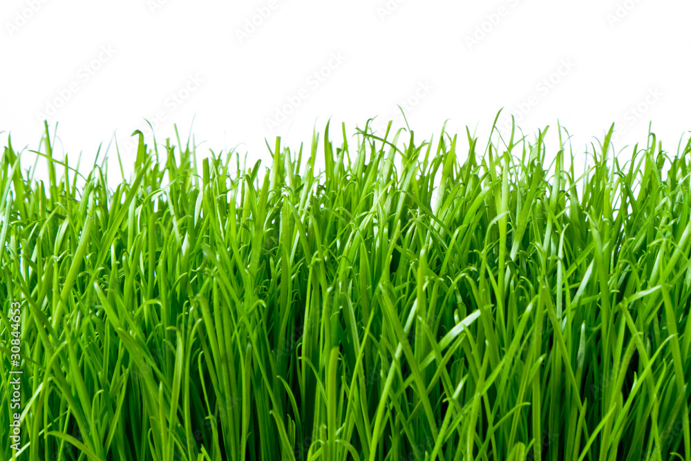 Fototapeta premium green grass